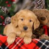 Image of Tigger, a Golden Retriever puppy