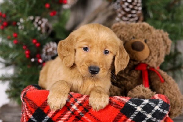 Image of Tigger, a Golden Retriever puppy