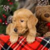 Image of Tigger, a Golden Retriever puppy