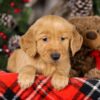 Image of Tigger, a Golden Retriever puppy