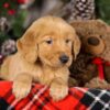 Image of Tigger, a Golden Retriever puppy