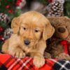 Image of Tigger, a Golden Retriever puppy