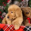 Image of Tigger, a Golden Retriever puppy