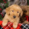 Image of Tigger, a Golden Retriever puppy