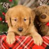 Image of Toby, a Golden Retriever puppy