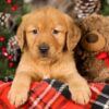 Image of Toby, a Golden Retriever puppy