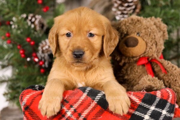 Image of Toby, a Golden Retriever puppy