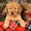 Image of Toby, a Golden Retriever puppy