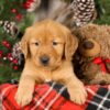 Image of Toby, a Golden Retriever puppy