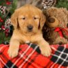 Image of Toby, a Golden Retriever puppy