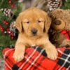 Image of Toby, a Golden Retriever puppy