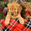 Image of Toby, a Golden Retriever puppy