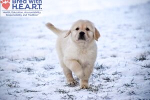 Image of Tommy, a Golden Retriever puppy