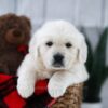 Image of Tommy, a Golden Retriever puppy