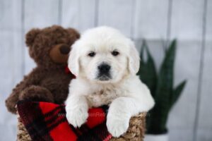 Image of Tommy, a Golden Retriever puppy