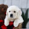 Image of Tommy, a Golden Retriever puppy