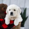 Image of Tommy, a Golden Retriever puppy