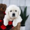 Image of Tommy, a Golden Retriever puppy