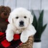 Image of Tommy, a Golden Retriever puppy