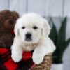 Image of Tommy, a Golden Retriever puppy