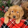 Image of Topper, a Golden Retriever puppy