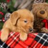 Image of Topper, a Golden Retriever puppy