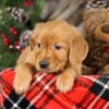 Image of Topper, a Golden Retriever puppy