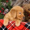 Image of Topper, a Golden Retriever puppy