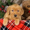 Image of Topper, a Golden Retriever puppy