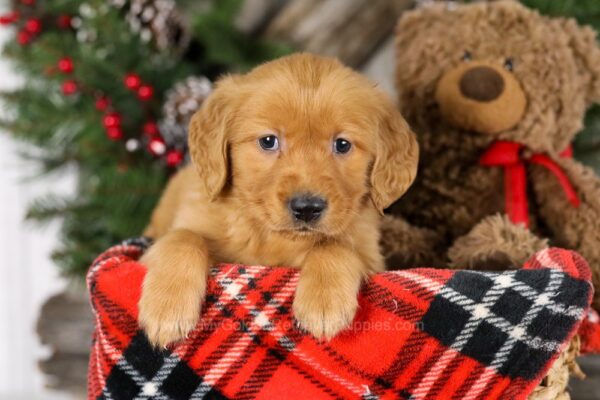 Image of Topper, a Golden Retriever puppy