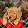 Image of Topper, a Golden Retriever puppy