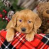 Image of Topper, a Golden Retriever puppy