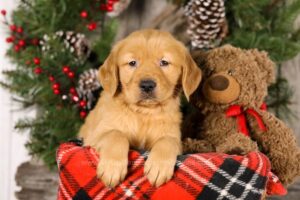 Image of Tori, a Golden Retriever puppy