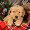 Image of Trixie, a Golden Retriever puppy