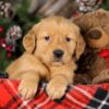 Image of Trixie, a Golden Retriever puppy