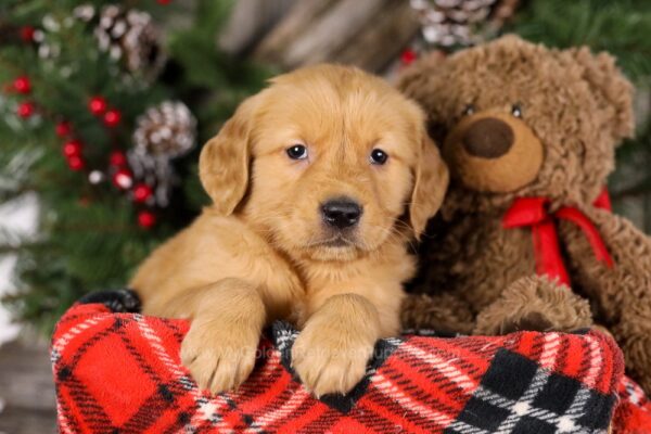 Image of Trixie, a Golden Retriever puppy