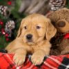 Image of Trixie, a Golden Retriever puppy