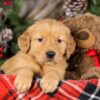 Image of Trixie, a Golden Retriever puppy