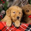 Image of Trixie, a Golden Retriever puppy