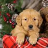 Image of Trixie, a Golden Retriever puppy