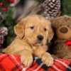 Image of Trixie, a Golden Retriever puppy