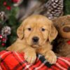 Image of Trixie, a Golden Retriever puppy