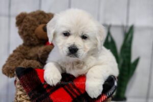 Image of Tulip, a Golden Retriever puppy