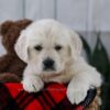 Image of Tulip, a Golden Retriever puppy