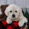 Image of Tulip, a Golden Retriever puppy