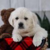 Image of Tulip, a Golden Retriever puppy