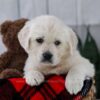 Image of Tulip, a Golden Retriever puppy