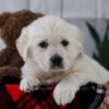 Image of Tulip, a Golden Retriever puppy