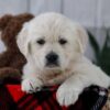 Image of Tulip, a Golden Retriever puppy