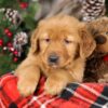 Image of Tweety, a Golden Retriever puppy